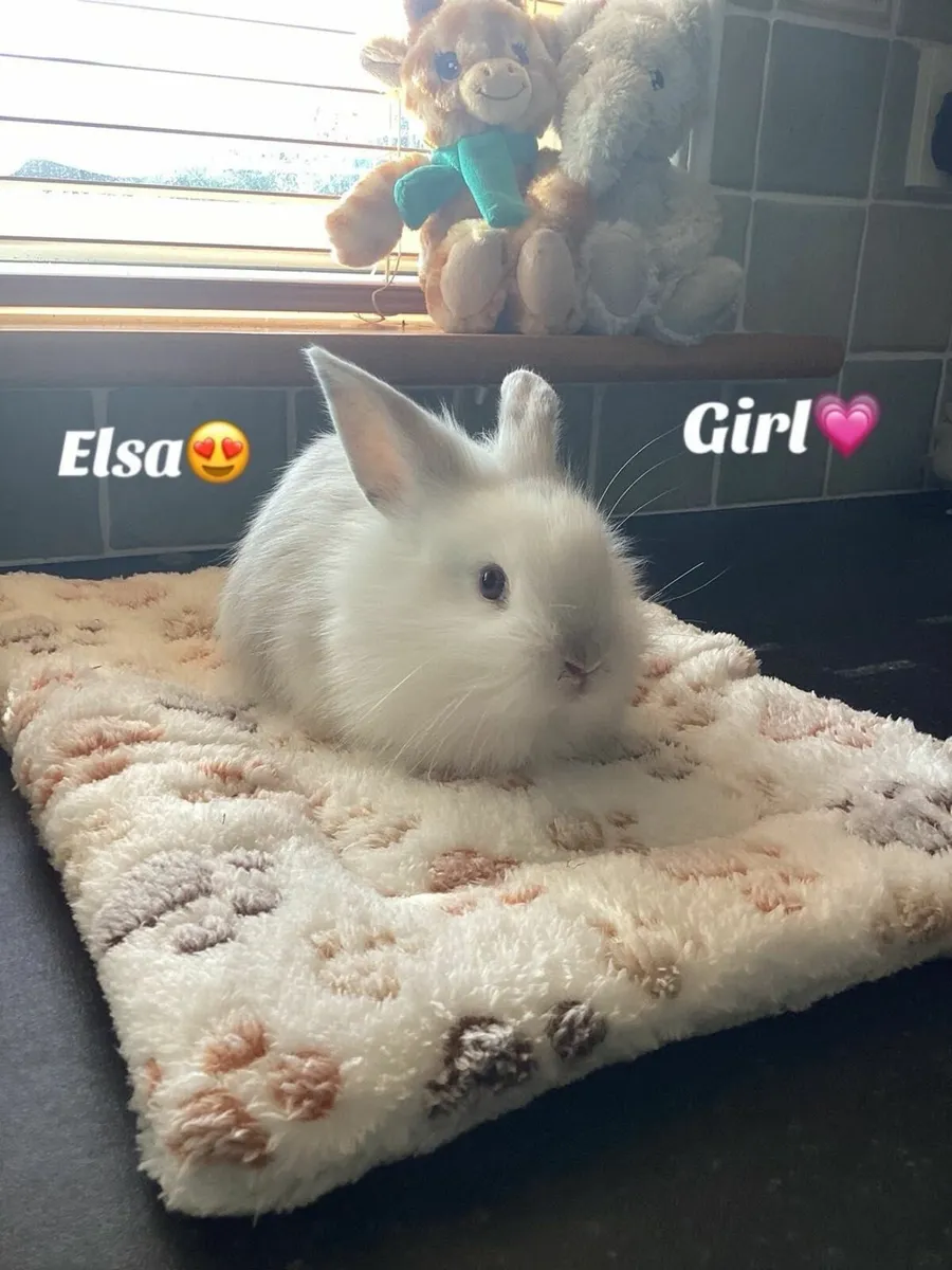 Rabbits - Image 1