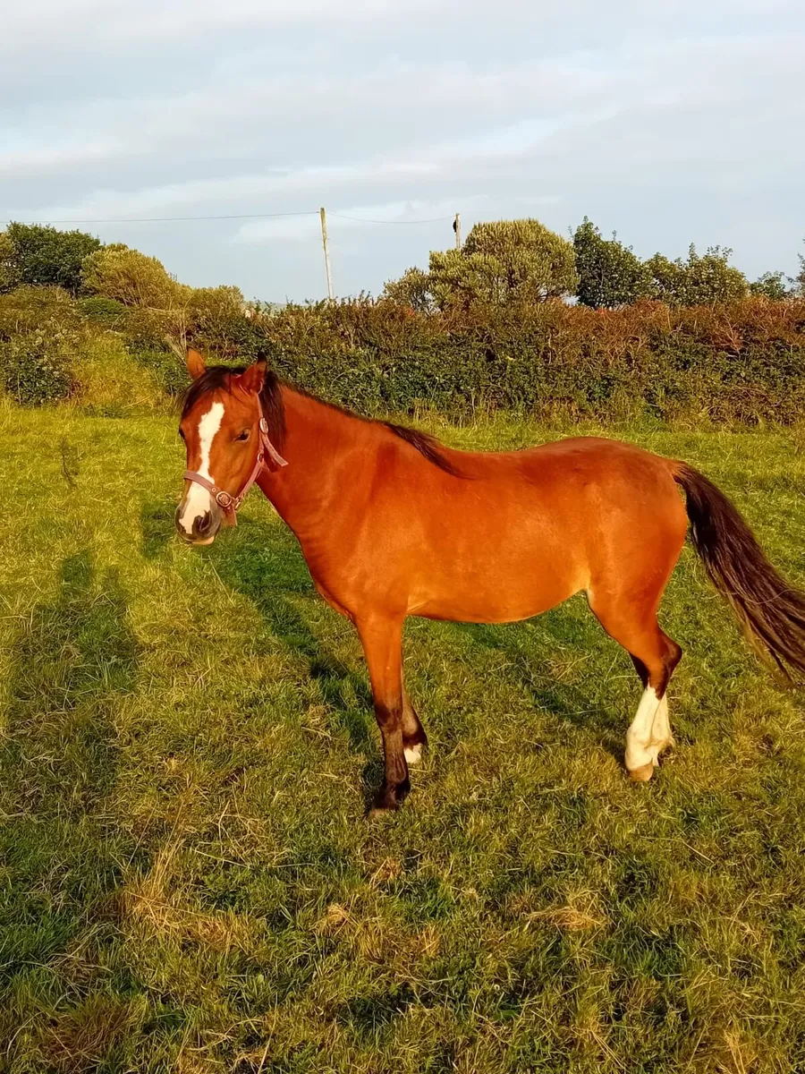 Pony - Image 2