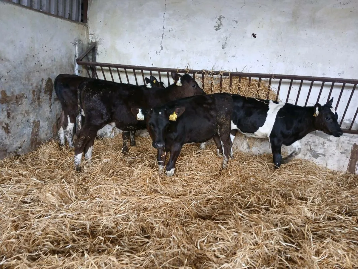 4 fr heifer calves - Image 1