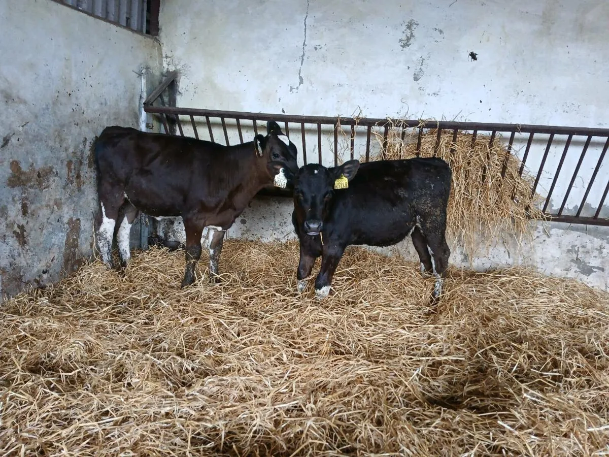 4 fr heifer calves - Image 3