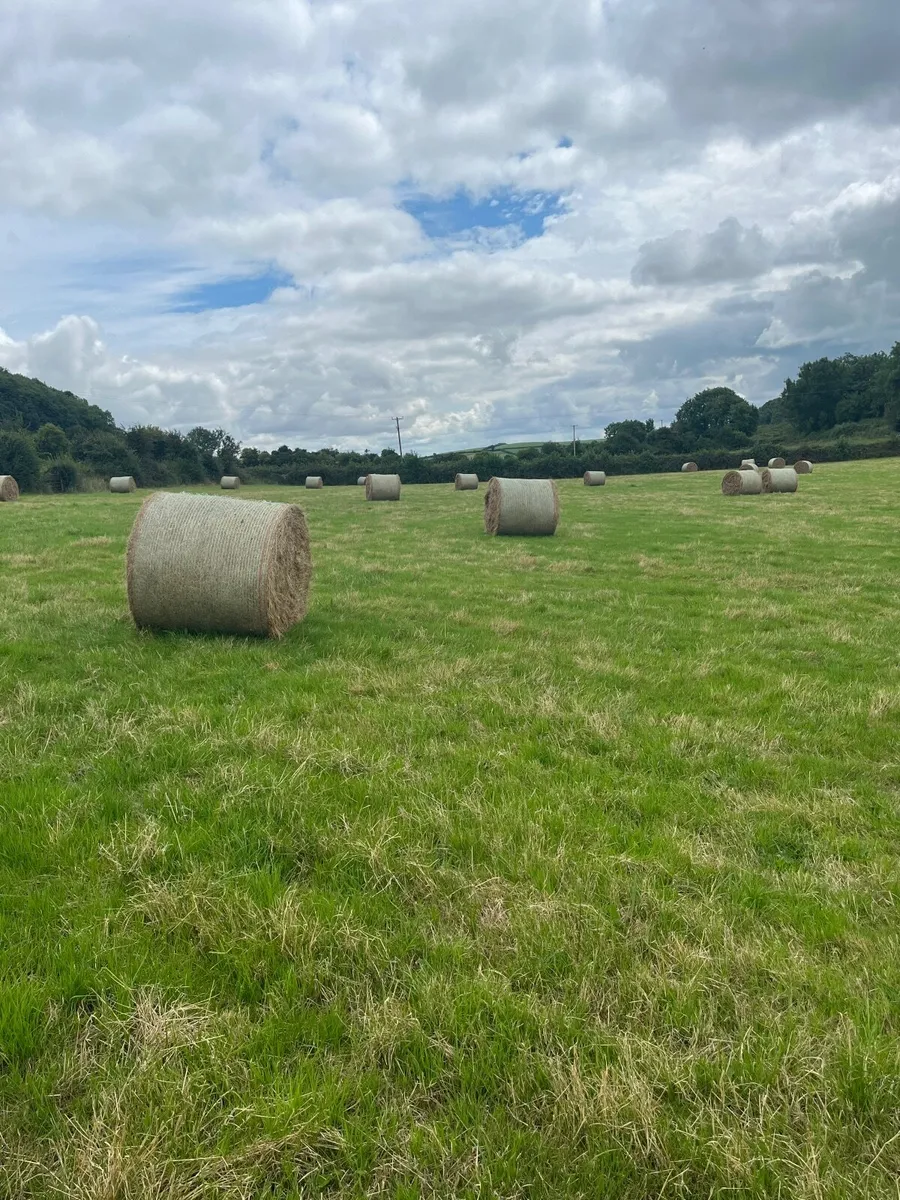 Hay - Image 1