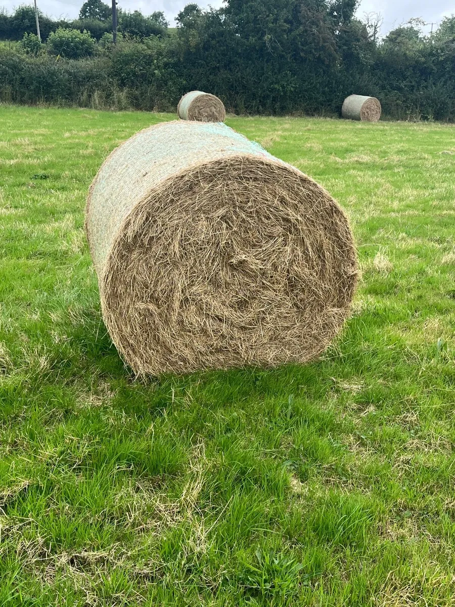 Hay - Image 2