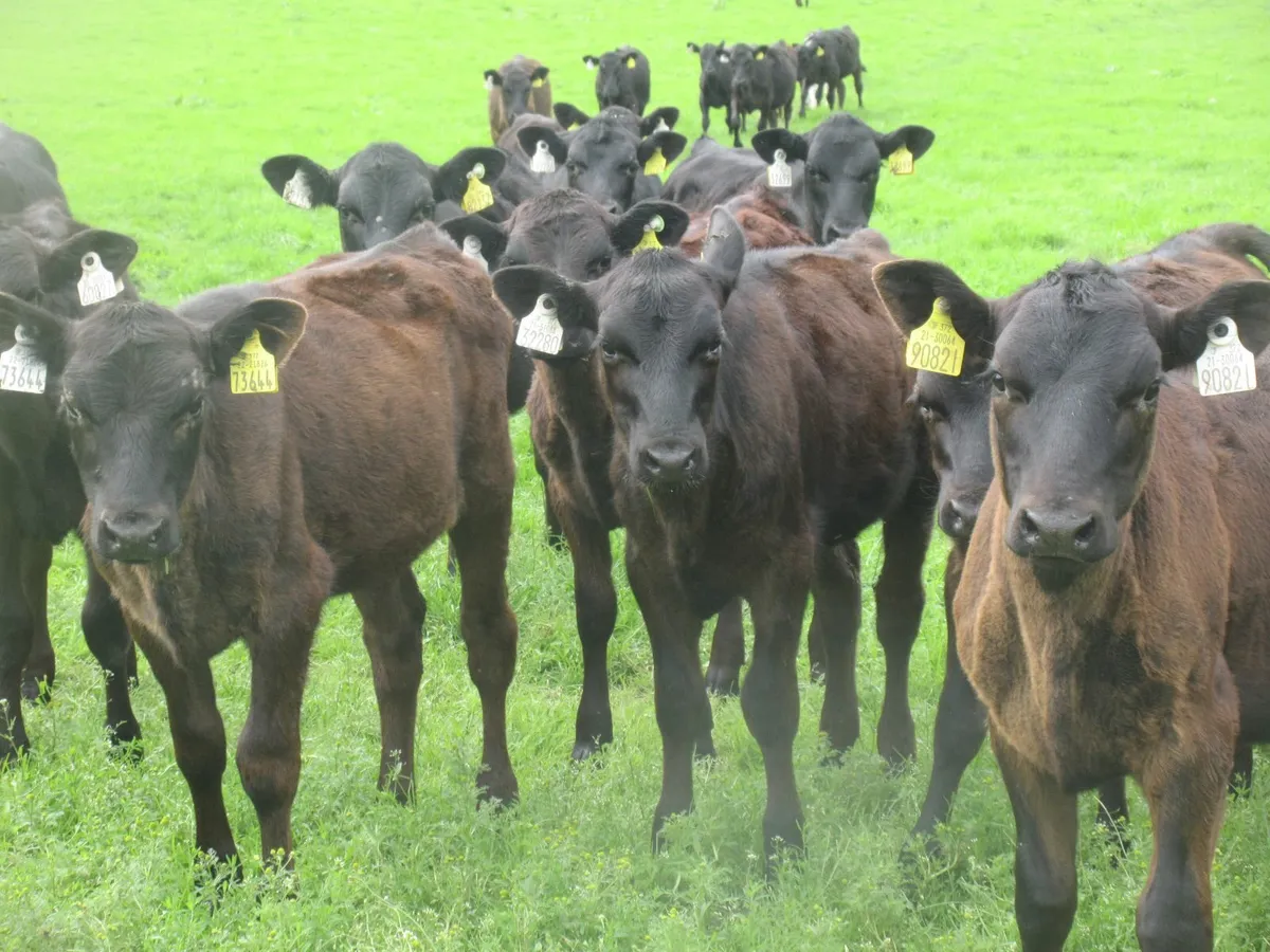 45 Angus Heifers Weanlings - Image 4