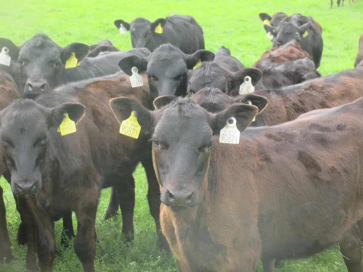 45 Angus Heifers Weanlings - Image 3