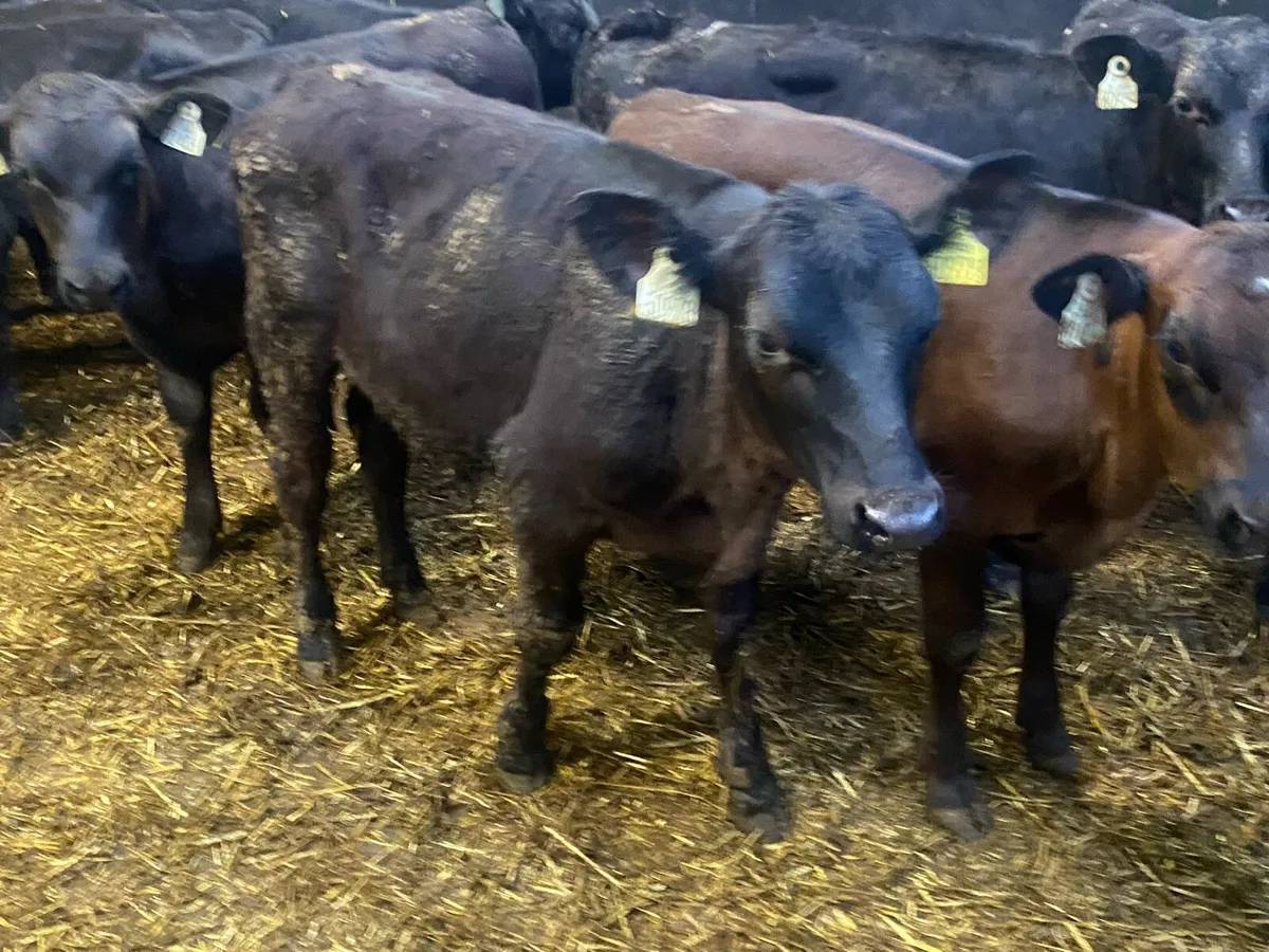 14 Angus Bull Runners - Image 3