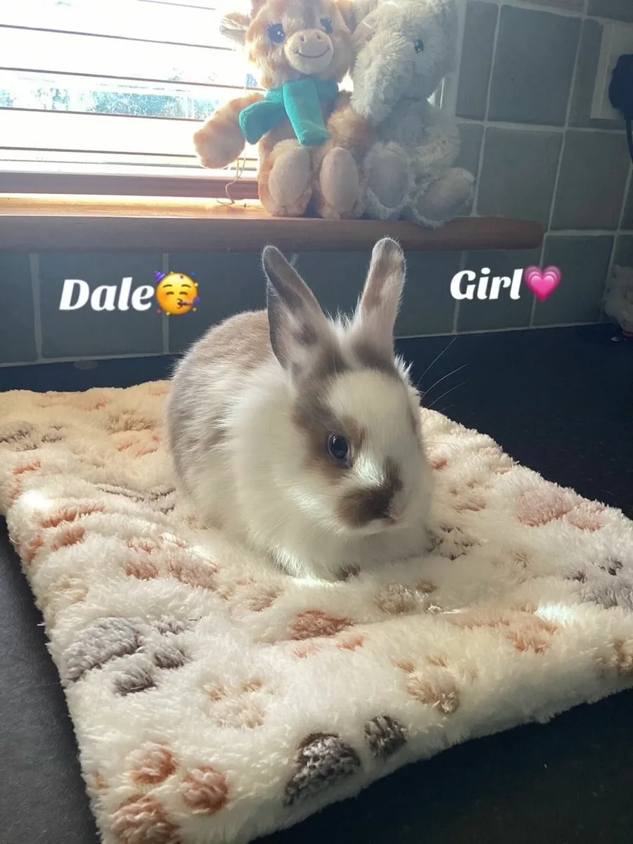 Rabbits - Image 2