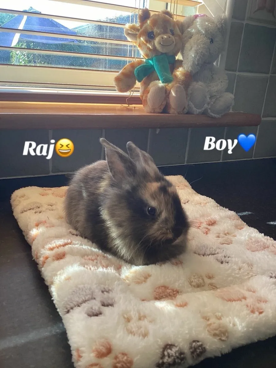 Rabbits - Image 4