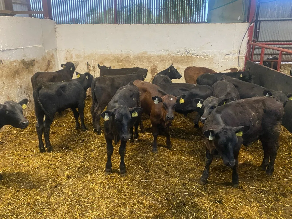 14 Angus Bull Runners - Image 2