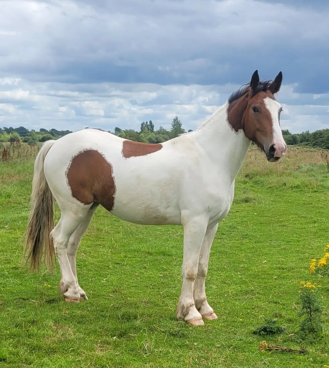 3year old gelding - Image 1