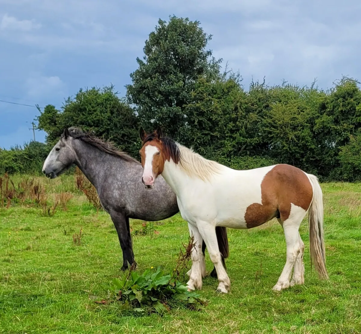 3year old gelding - Image 2