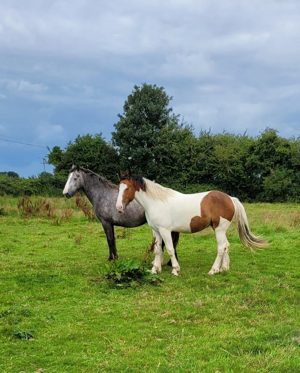 3year old gelding - Image 3