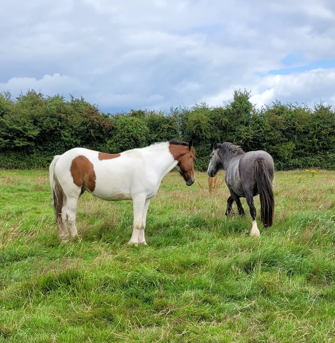3year old gelding - Image 4