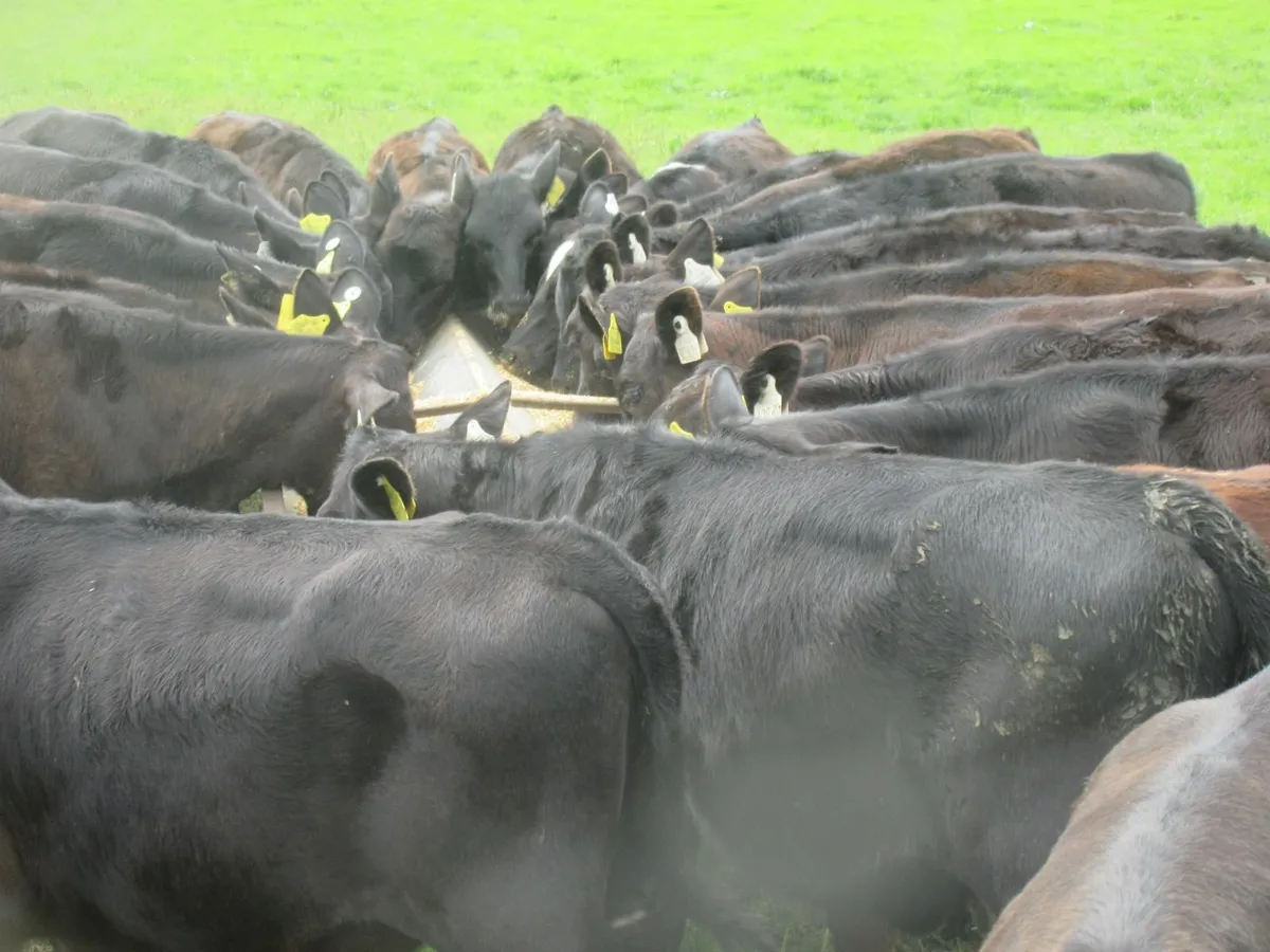 45 Angus Heifers Weanlings - Image 1