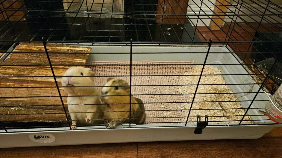 Guinea pigs - Image 1