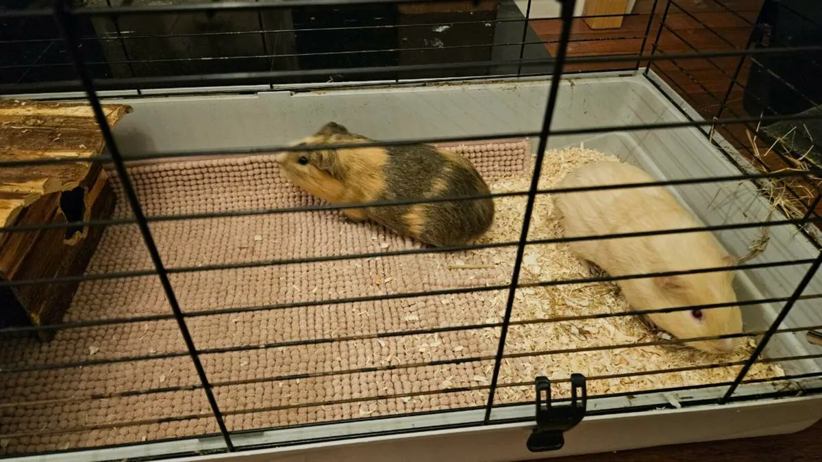 Guinea pigs - Image 2