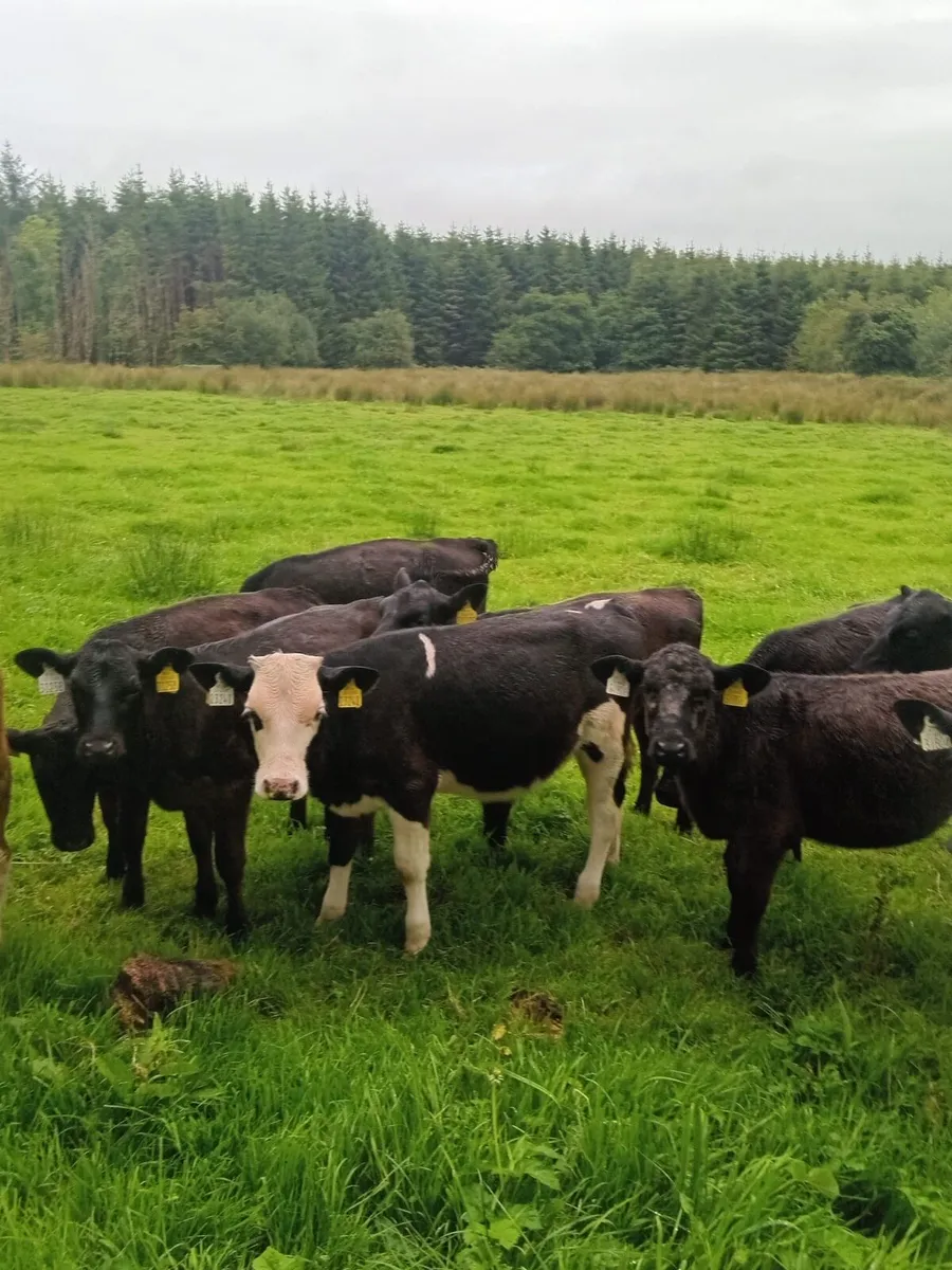 5 Angus runners for sale - Image 1