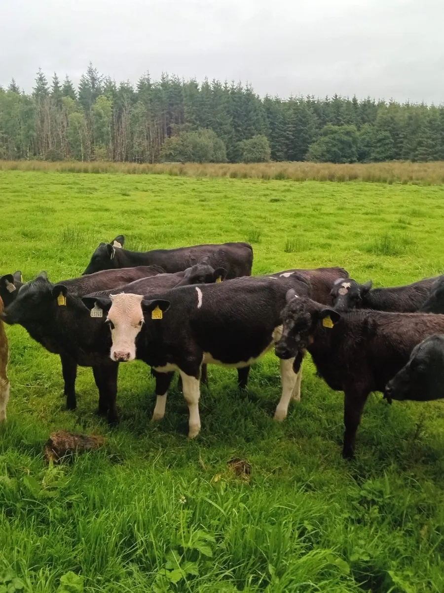 5 Angus runners for sale - Image 2