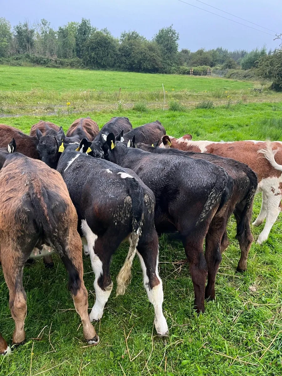 5 Angus runners for sale - Image 3