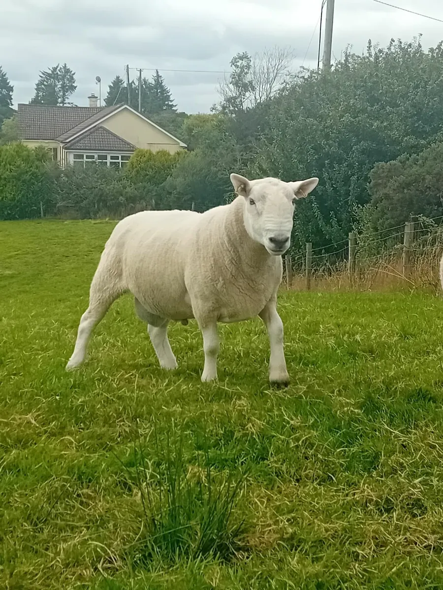 North County Cheviot Ram - Image 2