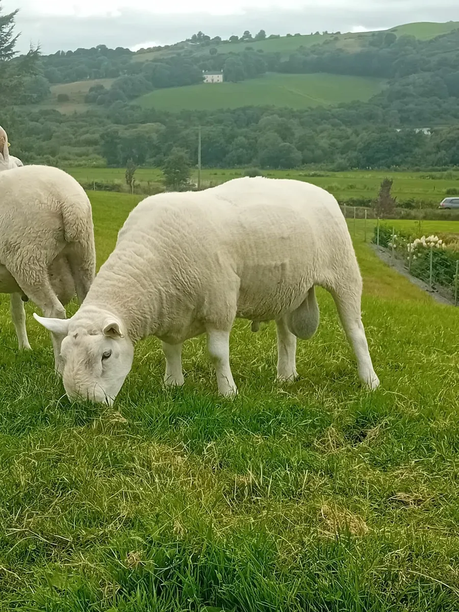 North County Cheviot Ram - Image 1