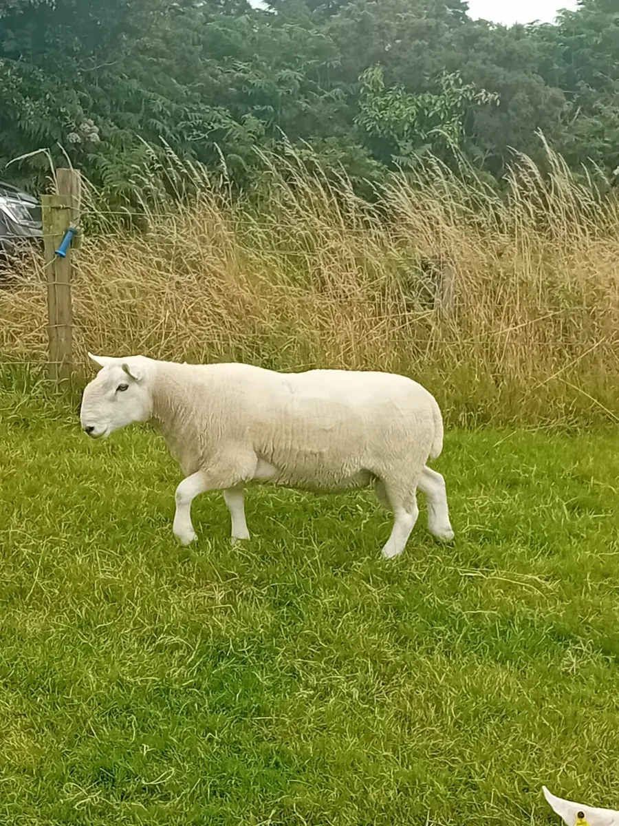 North County Cheviot Ram - Image 3