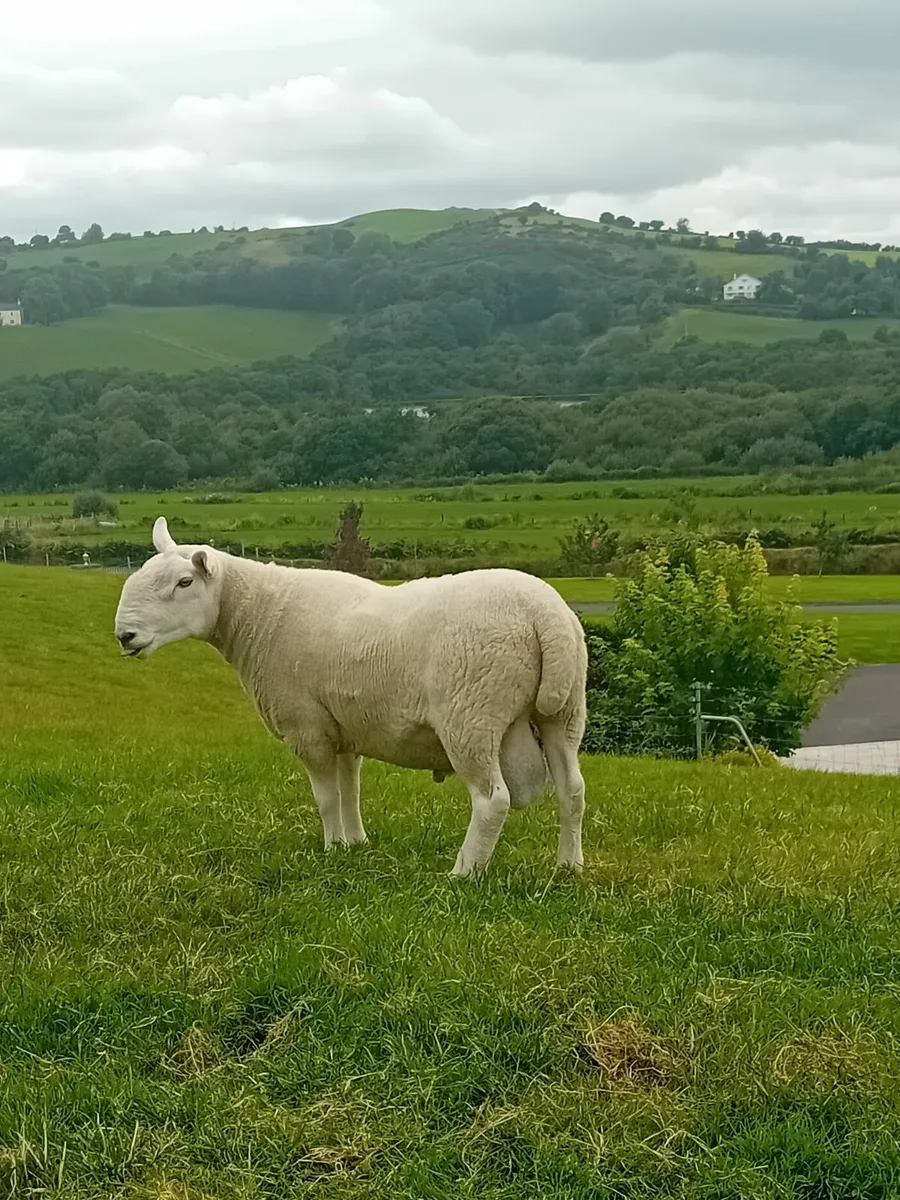 North County Cheviot Ram - Image 4