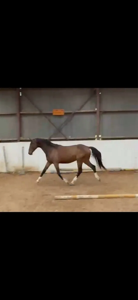 3yo Hiello Gelding - Image 1