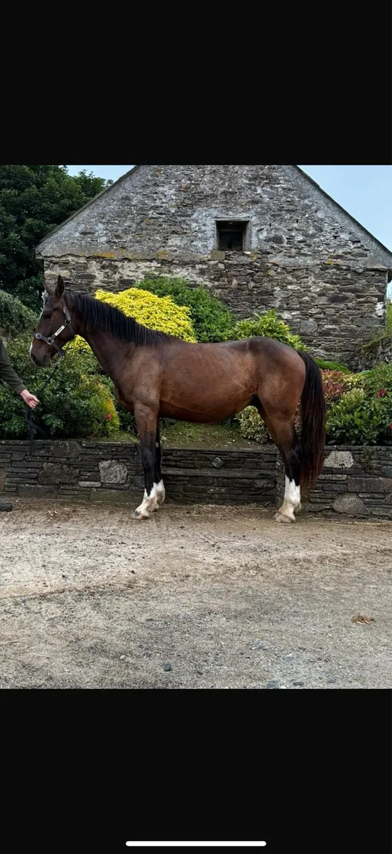3yo Hiello Gelding - Image 2