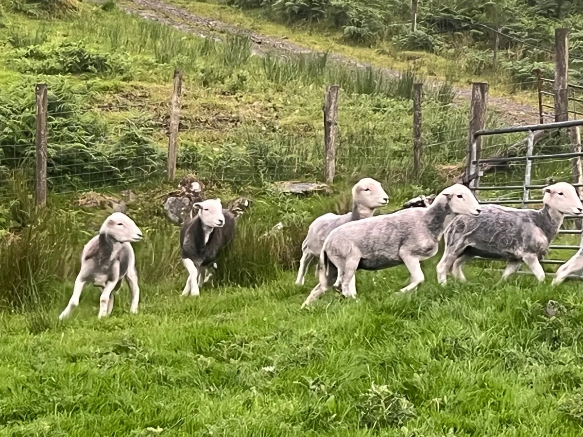 Herdwick ewes - Image 2