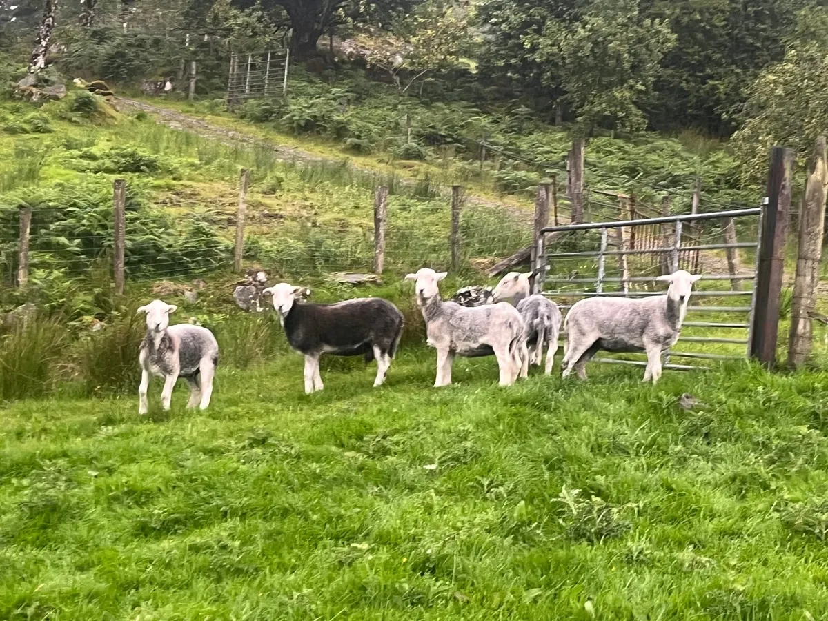 Herdwick ewes - Image 3