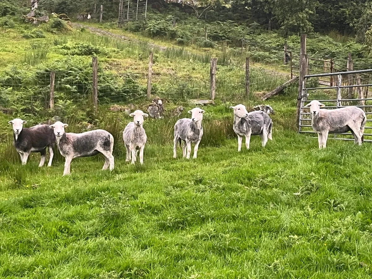 Herdwick ewes - Image 4