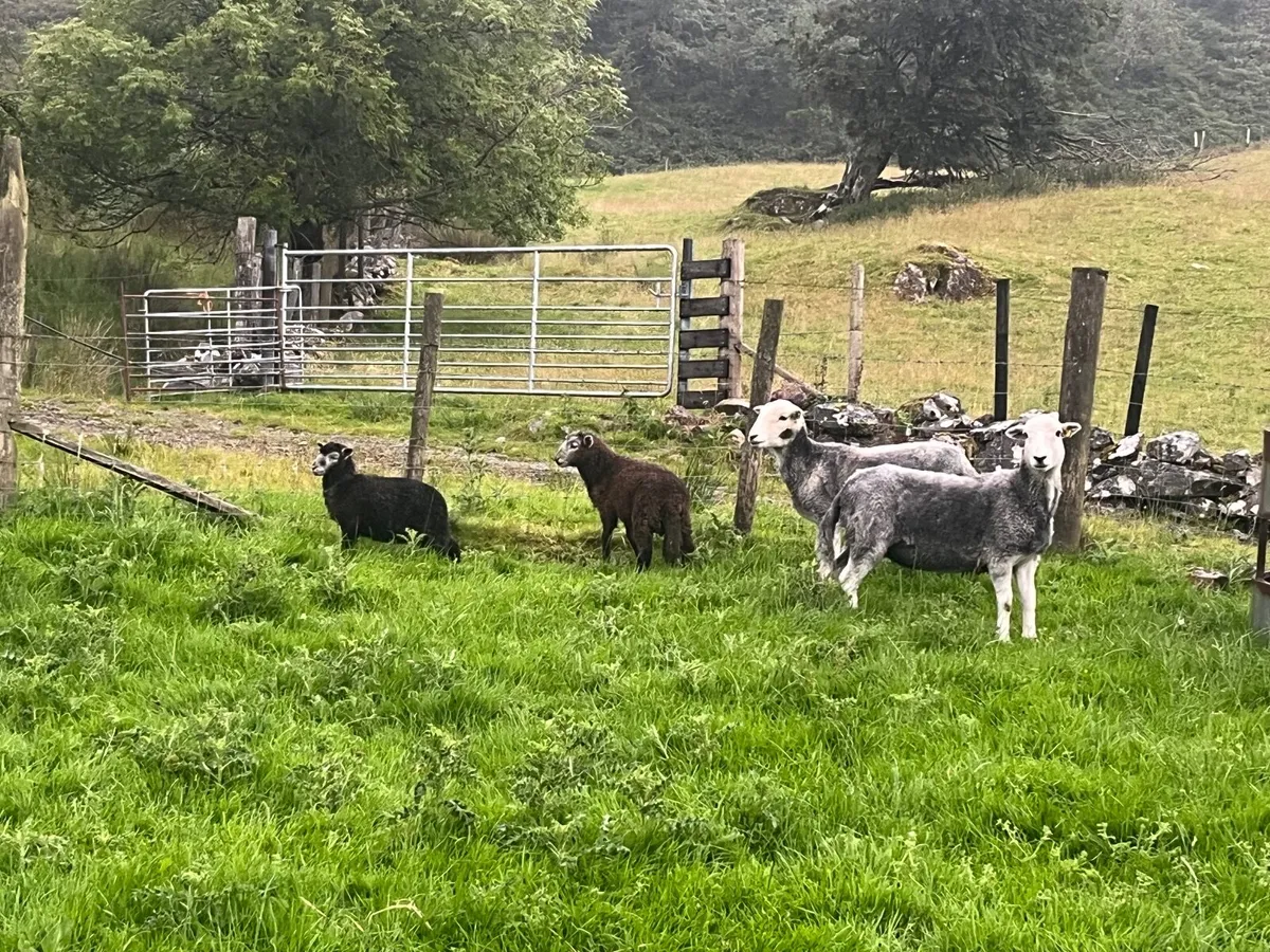 Herdwick ewes - Image 1