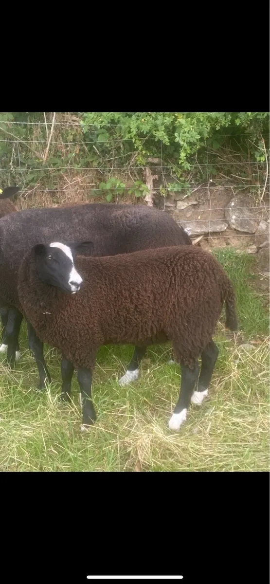 Zwartble Ewe Lambs - Image 1