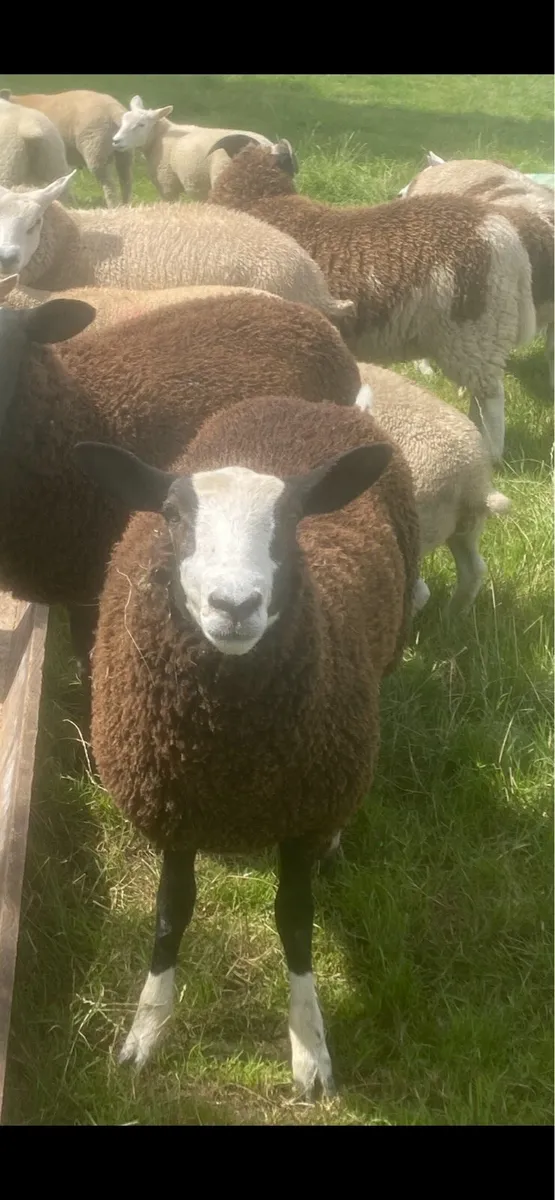 Zwartble Ewe Lambs - Image 2