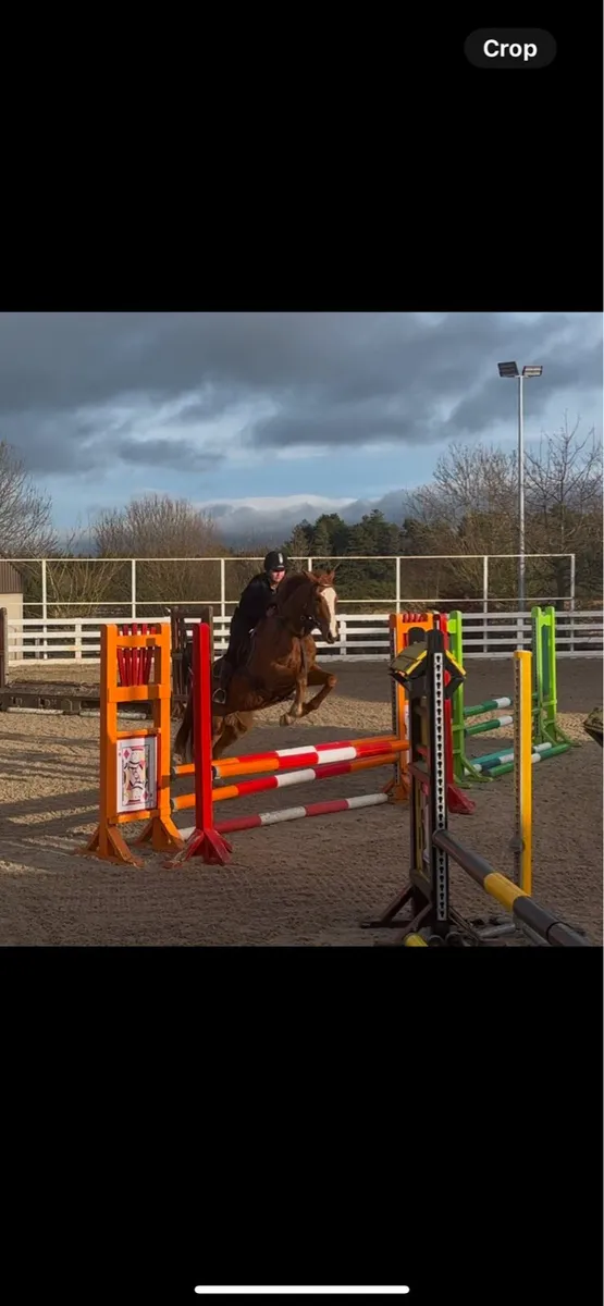16.1h TB Gelding - Image 2