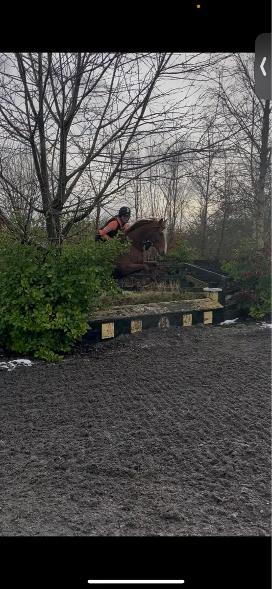 16.1h TB Gelding - Image 4