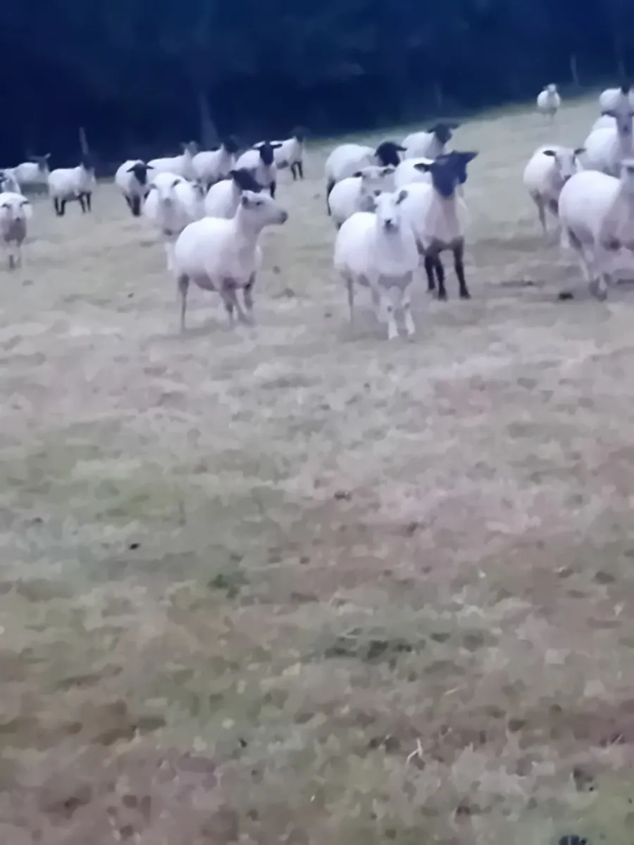 Sheep Dipping Contractor Required - Image 1