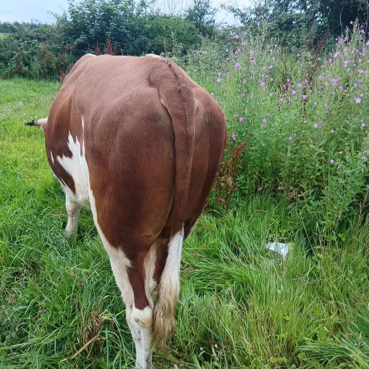 Well bread Hereford bull - Image 1