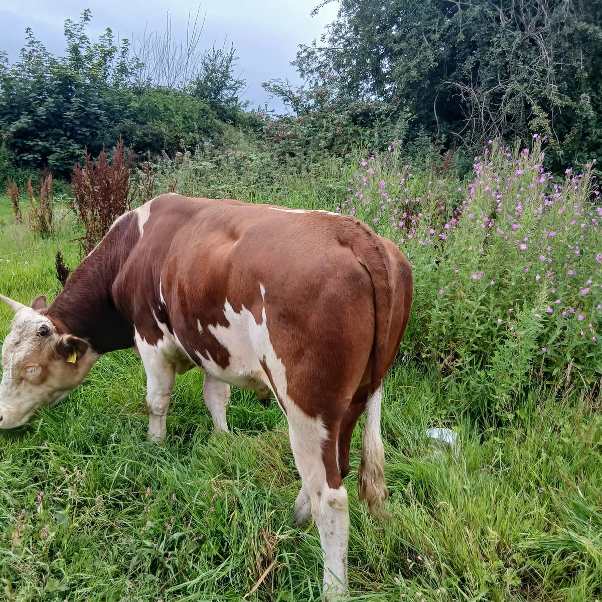 Well bread Hereford bull - Image 2