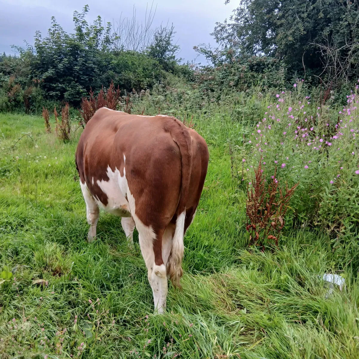 Well bread Hereford bull - Image 3