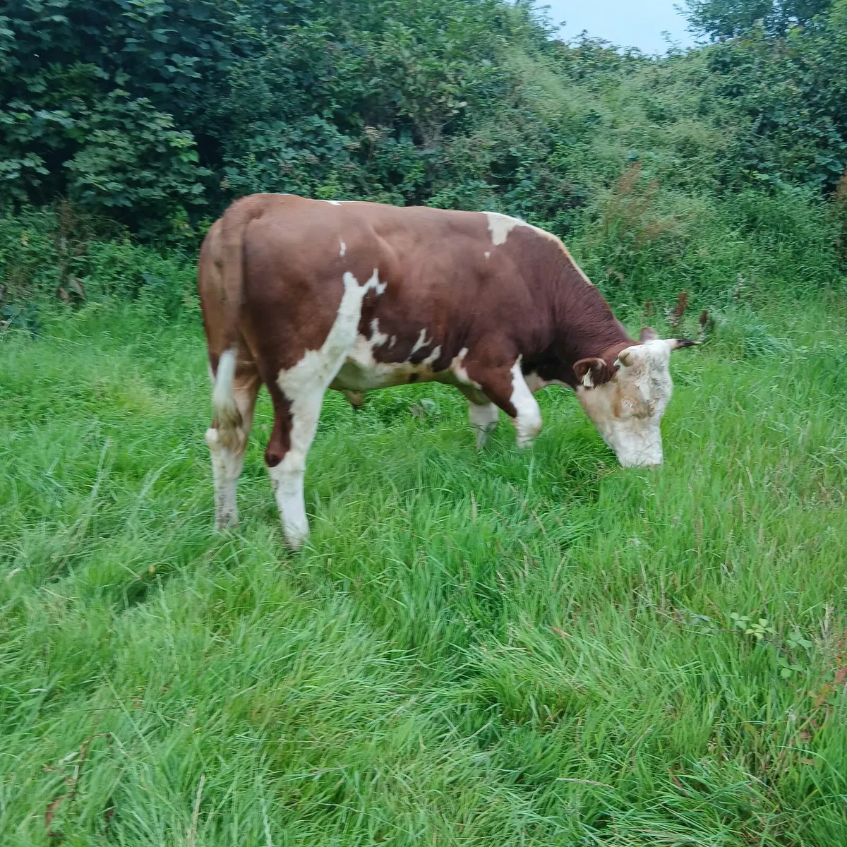 Well bread Hereford bull - Image 4