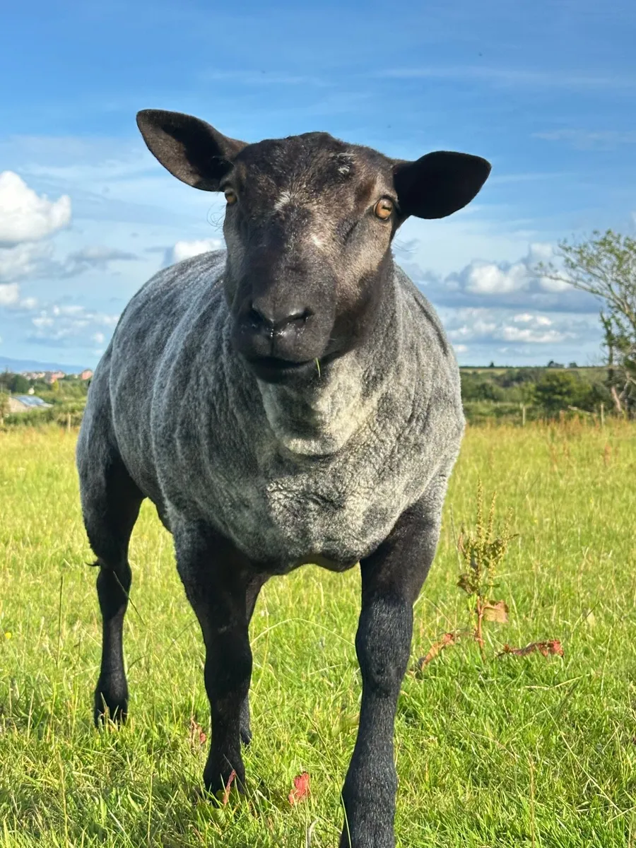 Ram lamb - Image 2