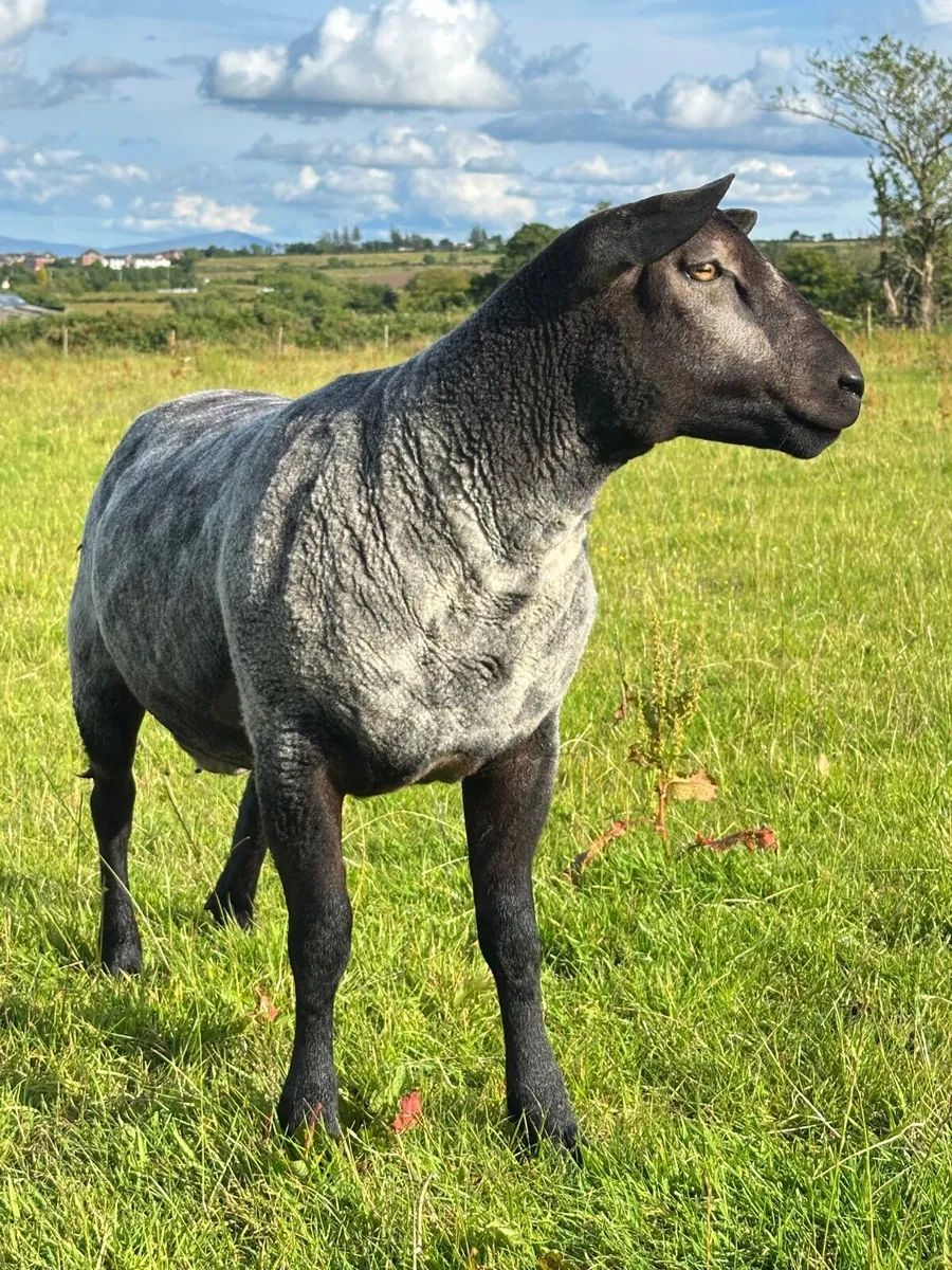 Ram lamb - Image 3