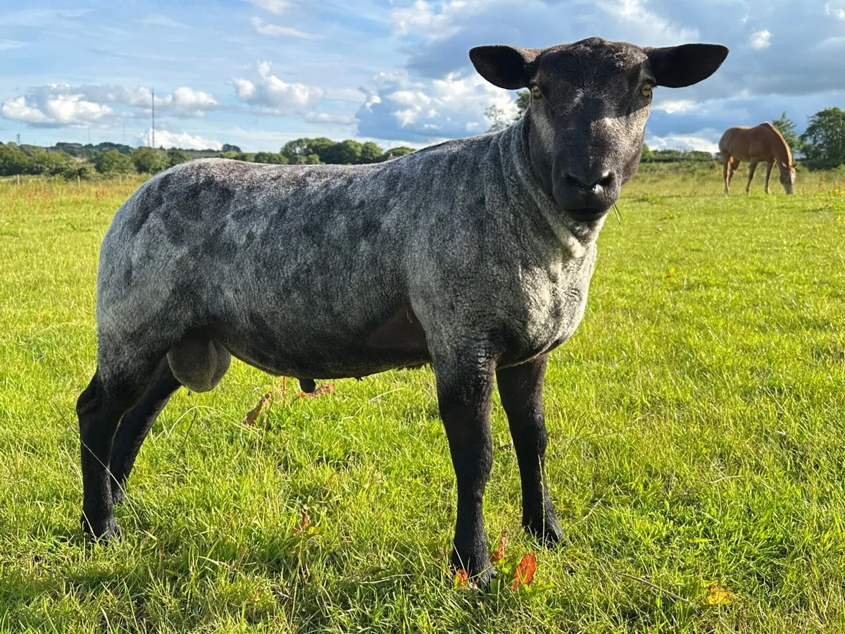 Ram lamb - Image 4