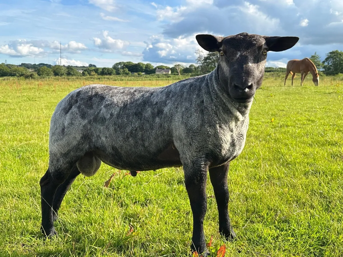 Ram lamb - Image 1