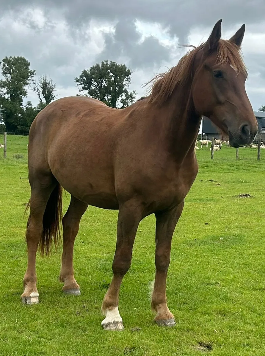 RID GELDING - Image 1