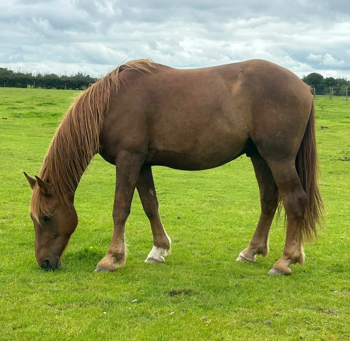 RID GELDING - Image 2