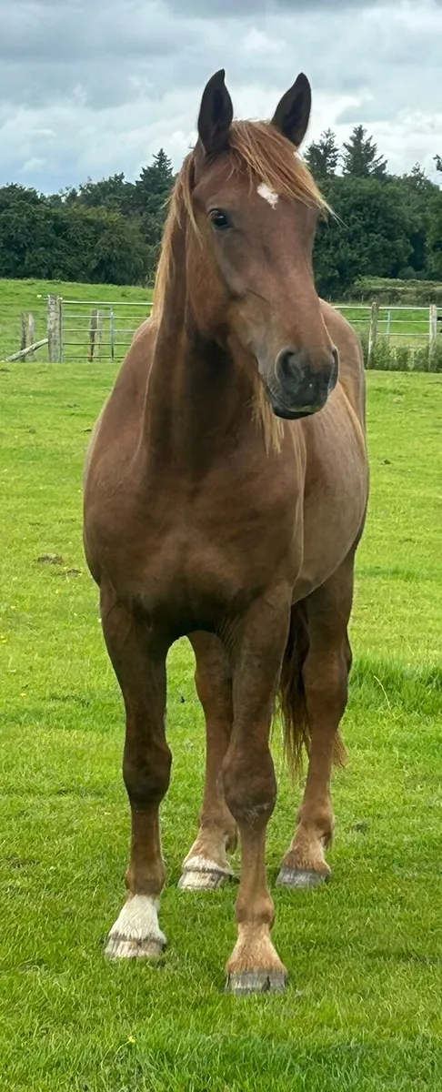 RID GELDING - Image 3