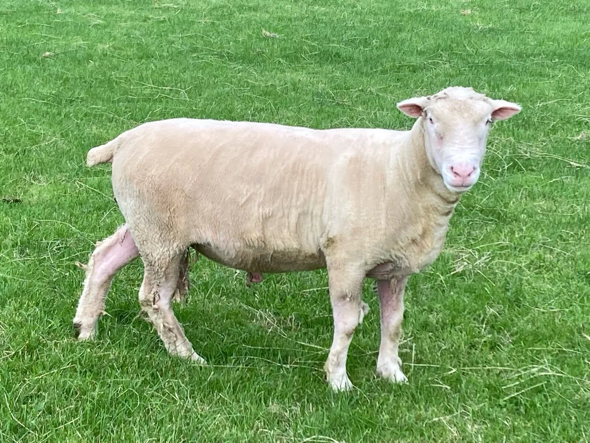 Teaser Ram - Image 1