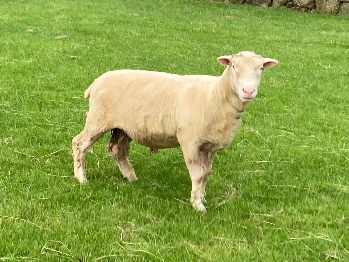 Teaser Ram - Image 2